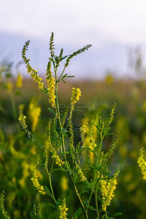Flores de Melilotus officinalis está sobre fondo de verano brillante. El fondo borroso amarillo - verde. Profundidad superficial del campo
.