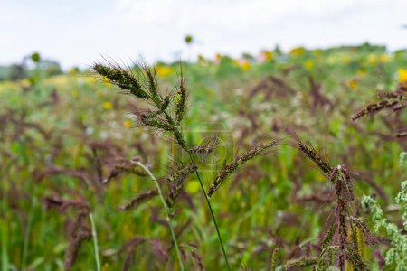 Auf dem Feld wächst Echinochloa crus-galli, das Unkraut unter den landwirtschaftlichen Nutzpflanzen.
