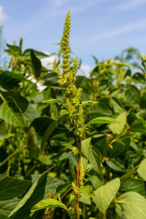 Green amaranth Amaranthus hybridus in flower. Plant in the family Amaranthaceae growing as an invasive weed.