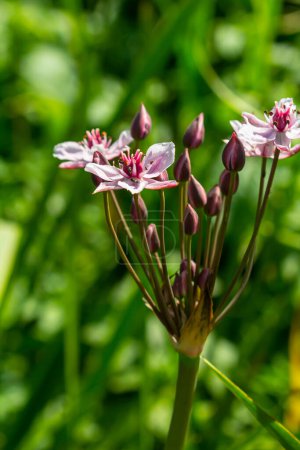 Butomus umbellatus, Flowering Rush. Plante sauvage photographiée en été