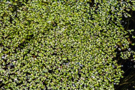 Duckweed - Cultivation of duckweed. Lemna trisulca .