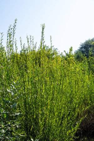 Salix purpurea Purpurweide oder Osier ist eine Art von Salix, die in den meisten Teilen Europas beheimatet ist. Purpurweidenkätzchen, Salix purpurea.