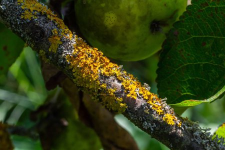 Le lichen orange, l'écaille jaune, le lichen maritime ou le lichen de rivage Xanthoria parietina est un lichen feuillu ou feuillu. Couleur intense des structures sur les rameaux d'un arbre, détails en macro gros plan.