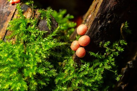 Orangeroter Schleimpilz Lycogala epidendrum im herbstlichen Wald.