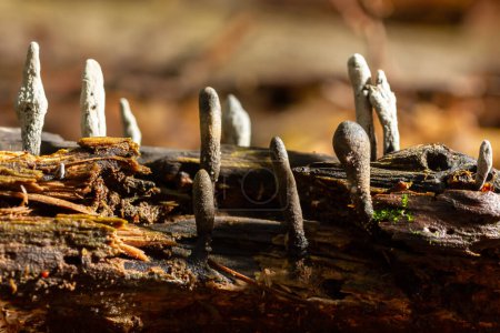 Téléchargez les photos : Xylaria hypoxylon est une espèce de champignon de la famille des Xylariaceae connue sous divers noms communs tels que le champignon du chandelier, le champignon du chandelier, les bois de carbone ou le champignon de la corne du cerf.. - en image libre de droit