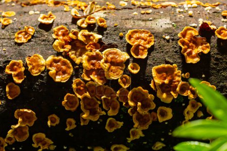 Stereum hirsutum, also called false turkey tail and hairy curtain crust, is a fungus typically forming multiple brackets on dead wood. It is also a plant pathogen infecting peach trees.