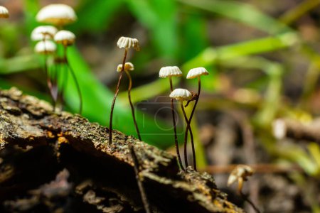 Marasmius rotula, appelé le champignon des pinwheel, le marasmius des pinwheel, la petite roue, le parachute à collier, ou le champignon des poils de cheval.