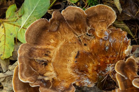 Photo for Natural closeup on the Giant Polypore fungus, Meripilus giganteus in the forest. - Royalty Free Image