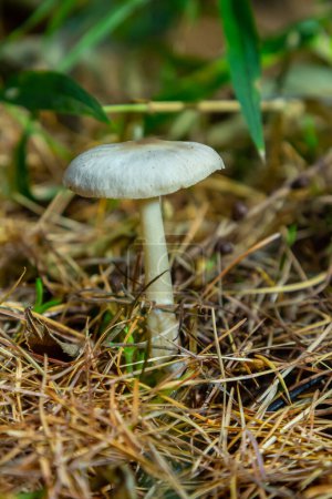 Lentil shanklet, also called appleseed coincap mushroom, Collybia tuberosa.