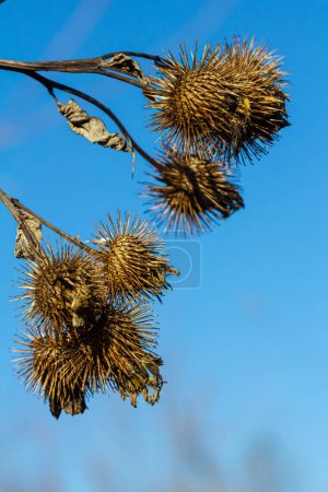 Arctium lappa, Petites têtes de graines sèches de bardane. Arctium moins, automne dans la prairie avec des fleurs séchées bardane, communément appelé plus grande bardane, bardane comestible, lappa, boutons mendiant.