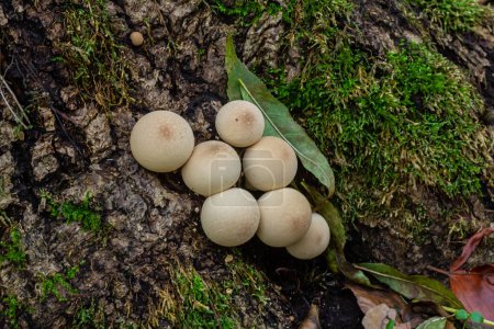 Set of Lycoperdon Perlatum mushrooms in the pine forest.