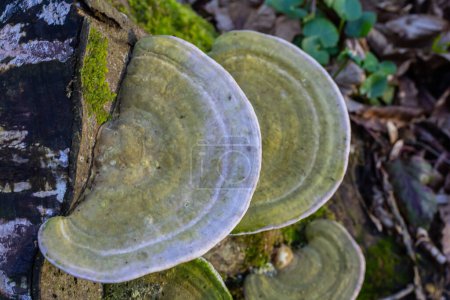 beautiful trametes versicolor mushroom well detailed.