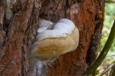 Fomes fomentarius mushroom on the trunk of an old poplar on a summer day.