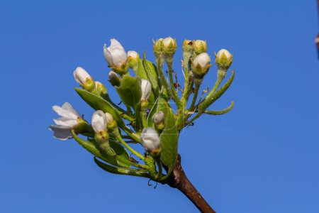 Zweig eines blühenden Birnbaums. Weiße Blüten auf einem Birnbaum. Frühlingshintergrund.