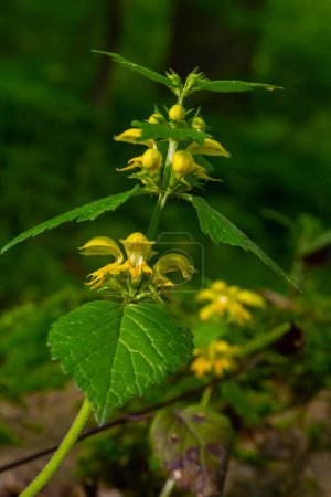 Yellow archangel plant Lamium galeobdolon with flowers and green leaves with white stripes, growing in a forest - Image