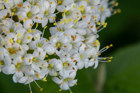 Inflorescencia blanca de sobre una rama de una planta llamada Viburnum lantana Aureum close-up.