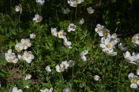 Anemonoides sylvestris Anemone sylvestris, bekannt als Schneeglöckchen-Anemone oder Schneeglöckchen-Windblume, ist eine mehrjährige Pflanze, die im Frühling blüht.