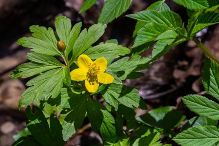 yellow anemone, yellow wood anemone, or buttercup anemone, in latin Anemonoides ranunculoides or Anemone ranunculoides.