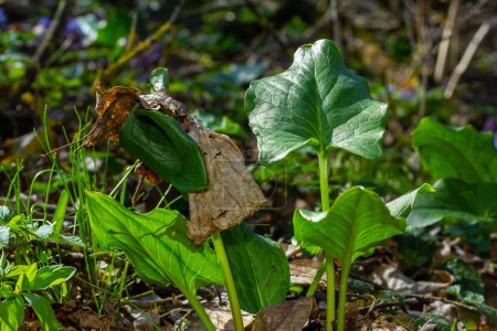 Cuckoopint or Arum maculatum arrow shaped leaf, woodland poisonous plant in family Araceae. hojas en forma de flecha. Otros nombres son cabeza de desnudo, raíz de víbora, arum, arum salvaje, arum lily, lords-and-ladies.