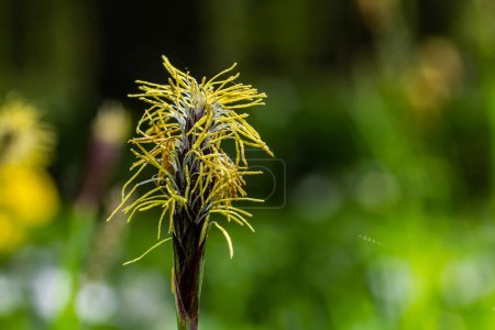 Heckenrose blüht in der Natur im Frühling. Carex pilosa. Familie der Cyperaceae.