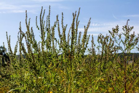 Ambrosia trifida, der Riesenragweed, ist eine Blütenpflanze aus der Familie der Asteraceae.