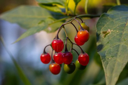 Bayas rojas de la sombrilla leñosa, también conocida como agridulce, Solanum dulcamara visto en agosto.
