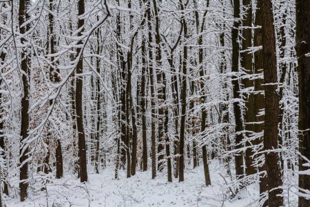 Bosque templado caducifolio con carpe cubierto de nieve Carpinus betulus.