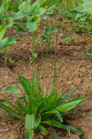 Ribwort plantain Plantago lanceolata. Medicinal plants in the garden.