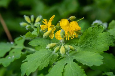 Greater celandine or chelidonium majus is a perennial herbaceous flowering plant used in folk medicine.