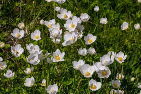 Anemonoides sylvestris Anemone sylvestris, bekannt als Schneeglöckchen-Anemone oder Schneeglöckchen-Windblume, ist eine mehrjährige Pflanze, die im Frühling blüht.