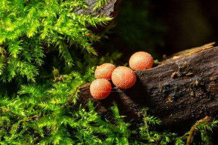 Champiñón limo rojo anaranjado Lycogala epidendrum en el bosque de otoño.