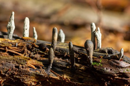 Xylaria hypoxylon is a species of fungus in the family Xylariaceae known by a variety of common names such as the candlestick fungus, the candlesnuff fungus, carbon antlers or the stag's horn fungus.