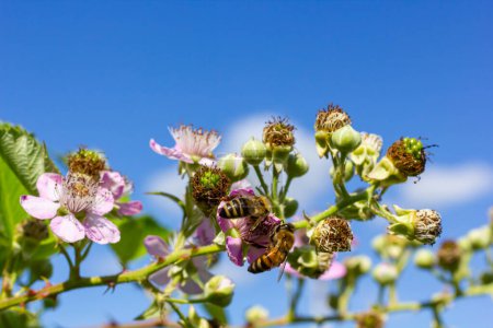 Flores y brotes de mora rosa suave en primavera - Rubus fruticosus.