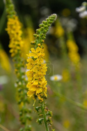 Summer in the wild among wild grasses is blooming agrimonia eupatoria.