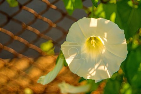 Photo for Hedge-bindweed on a fence with white flower - Royalty Free Image