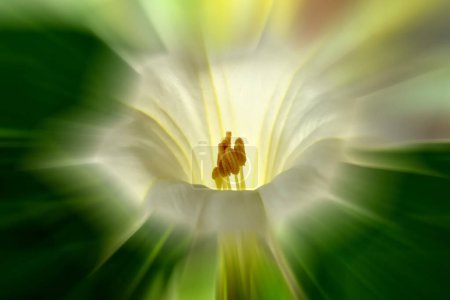 Foto de Manzana espina con flor blanca, centro afilado, fondo borroso - Imagen libre de derechos