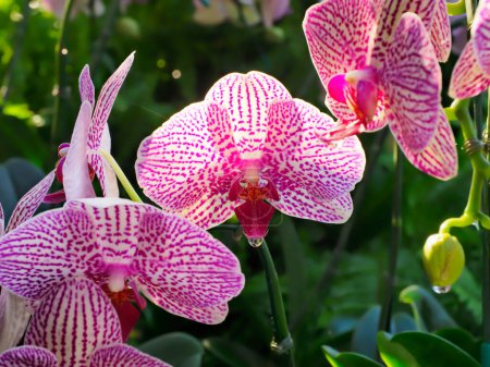 Foto de Hermosa flor de orquídea phalaenopsis rosa. orquídeas en el jardín. - Imagen libre de derechos