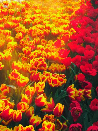 Foto de Tulipanes. Hermosos colores al atardecer. - Imagen libre de derechos