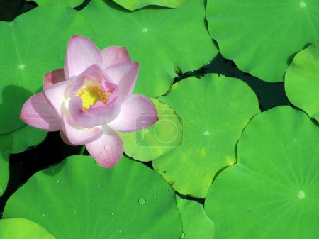 Foto de Fondo verde. Vista desde arriba. Hermosa flor de loto en refrescante color rosa - Imagen libre de derechos