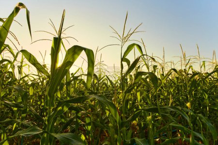 Téléchargez les photos : Lever du soleil matinal sur le fond du champ de maïs - en image libre de droit