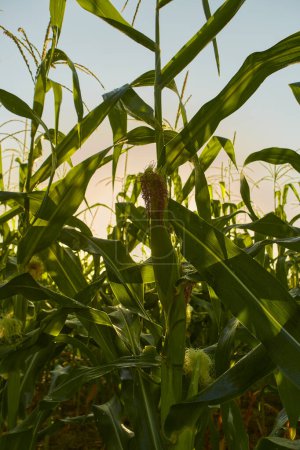 Photo for Morning sunrise over the cornfield background - Royalty Free Image