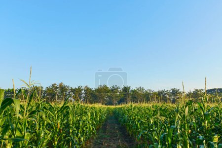 Téléchargez les photos : Field of corn on a farm in summer on a morning blue sky background - en image libre de droit
