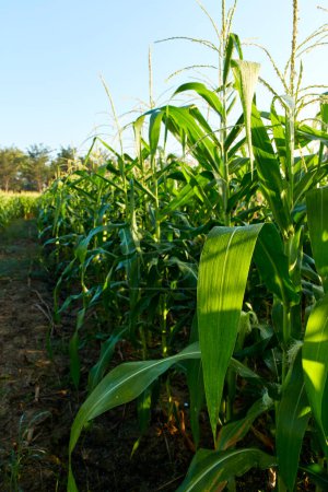 Téléchargez les photos : Lever du soleil matinal sur le fond du champ de maïs - en image libre de droit