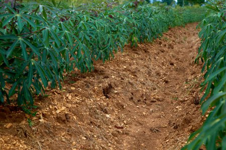 Téléchargez les photos : Rangées de champs de manioc vert dans les terres agricoles en Asie - en image libre de droit