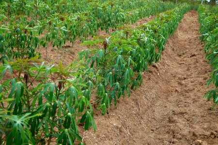 Téléchargez les photos : Rangées de champs de manioc vert dans les terres agricoles en Asie - en image libre de droit