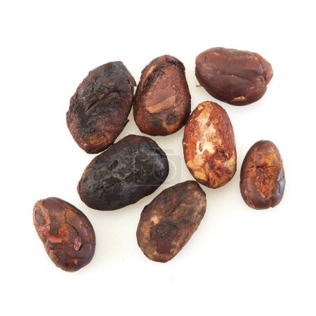 Close-up Grano de cacao sin pelar aislado sobre un fondo blanco