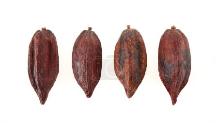 Draufsicht auf getrocknete Kakaofrüchte isoliert auf weißem Hintergrund