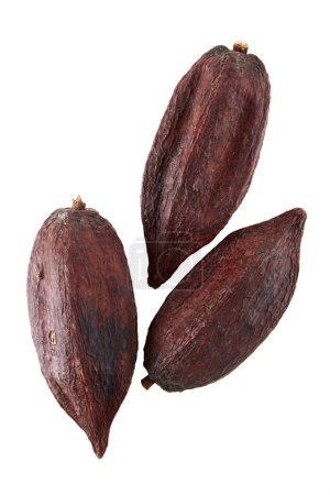 Top view of dried cacao fruit isolated on white background