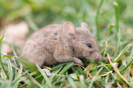 ratón sentado en la hierba
