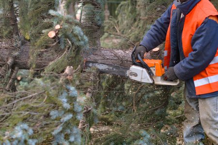 Téléchargez les photos : Un homme sciant un arbre avec une tronçonneuse. enlève les plantations forestières des vieux arbres, prépare le bois de chauffage
. - en image libre de droit